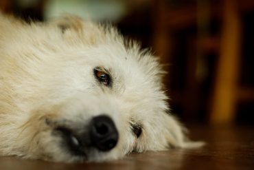 DISOCIAR, DISTRAERSE, DESCONCENTRARSE, EVADIRSE… ¿PERO DE QUÉ ESTAMOS HABLANDO?